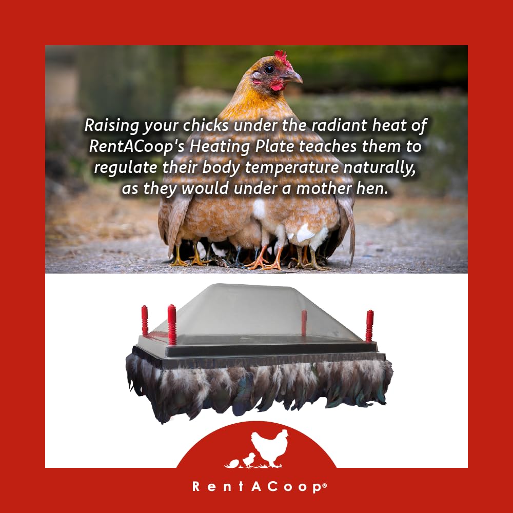 Brooder Heat Plate Heat Plate For Chicks RentACoop Chick Brooder