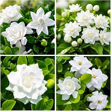 200+ Gardenia Flower Seeds for Planting Outdoors-Perennial Cape Jasmine Flower Fragrant Flowes Plant Home Garden Bonsai