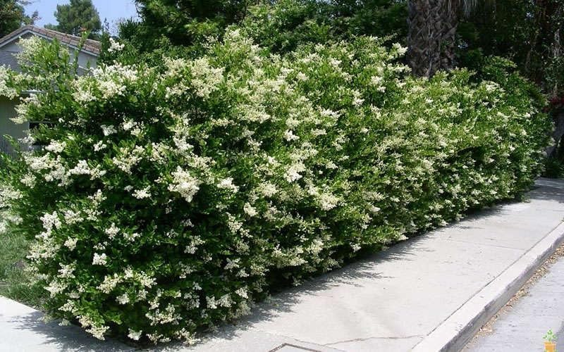 Amazon.com : Ligustrum Lucidum Waxleaf | 3 Extra Large Trade 3 Gallon  Plants | Lustrous Garden Shrub | Ideal for Privacy & Hedges | Durable  Outdoor Greenery : Patio, Lawn & Garden