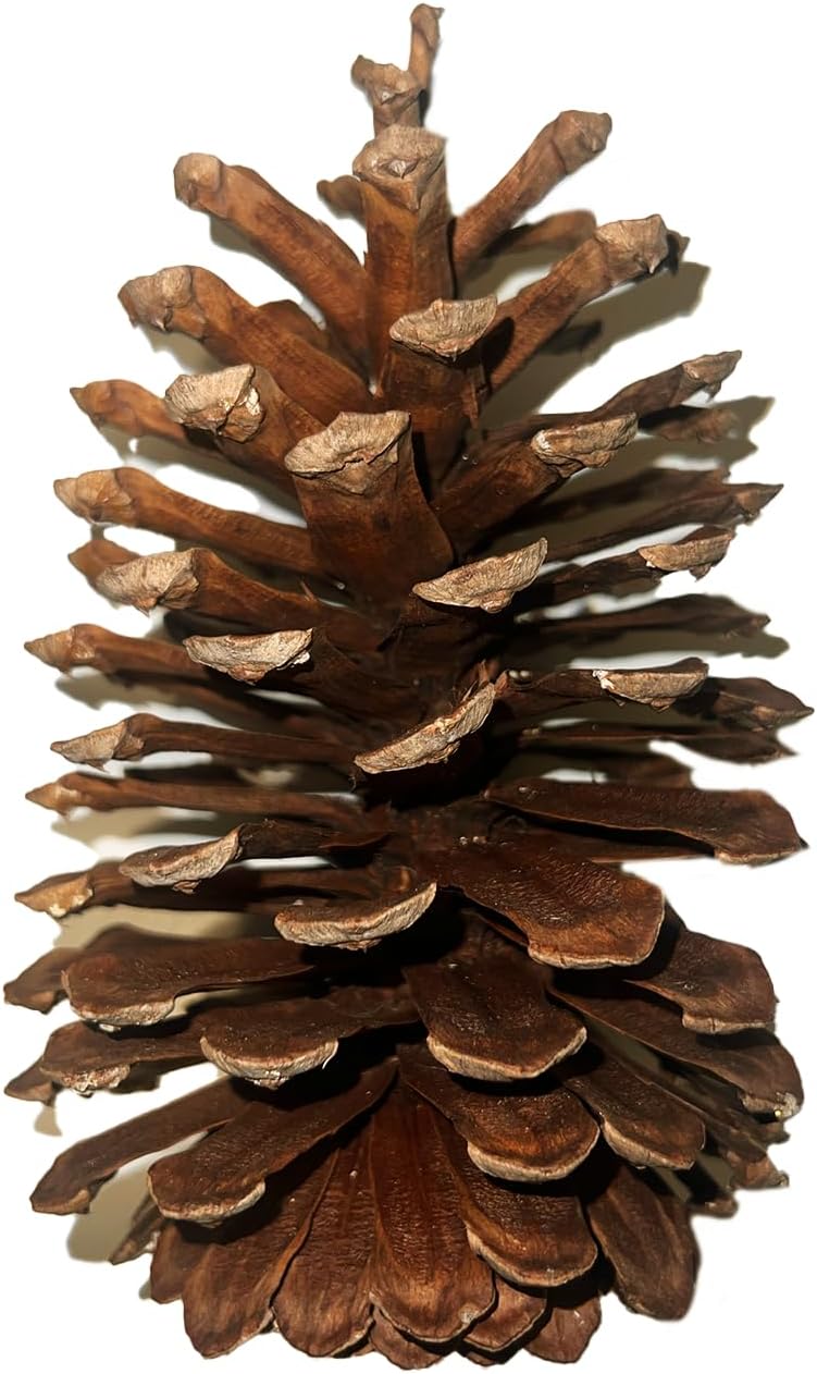 4 Pack Jumbo Pine Cones 7" to 10” Tall Bulk Package All
