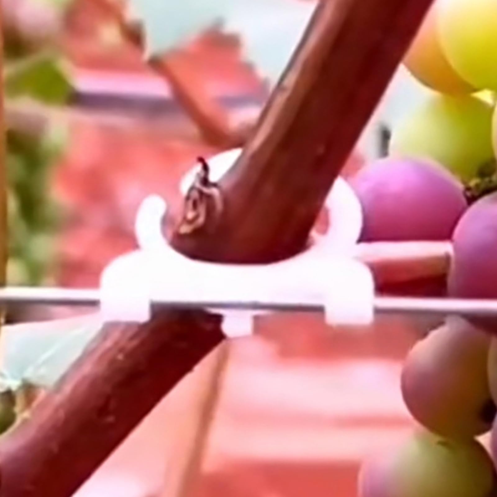 Pflanzenclips für Trauben, Tomaten, Ranken, Gemüse, Pflanzen, Gartenclips, aufrechte Blumen, Befestigungswerkzeug, 500/1000 Stück