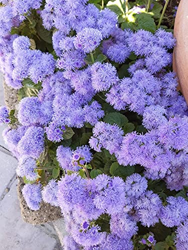 FIORI 9 VARIETA' DIVERSE -AGERATO-ALISSO-GLEBONIS-DIGITALE-NEMESIA-PETUNIA-VENIDIUM-VERBENA-ZINNIA