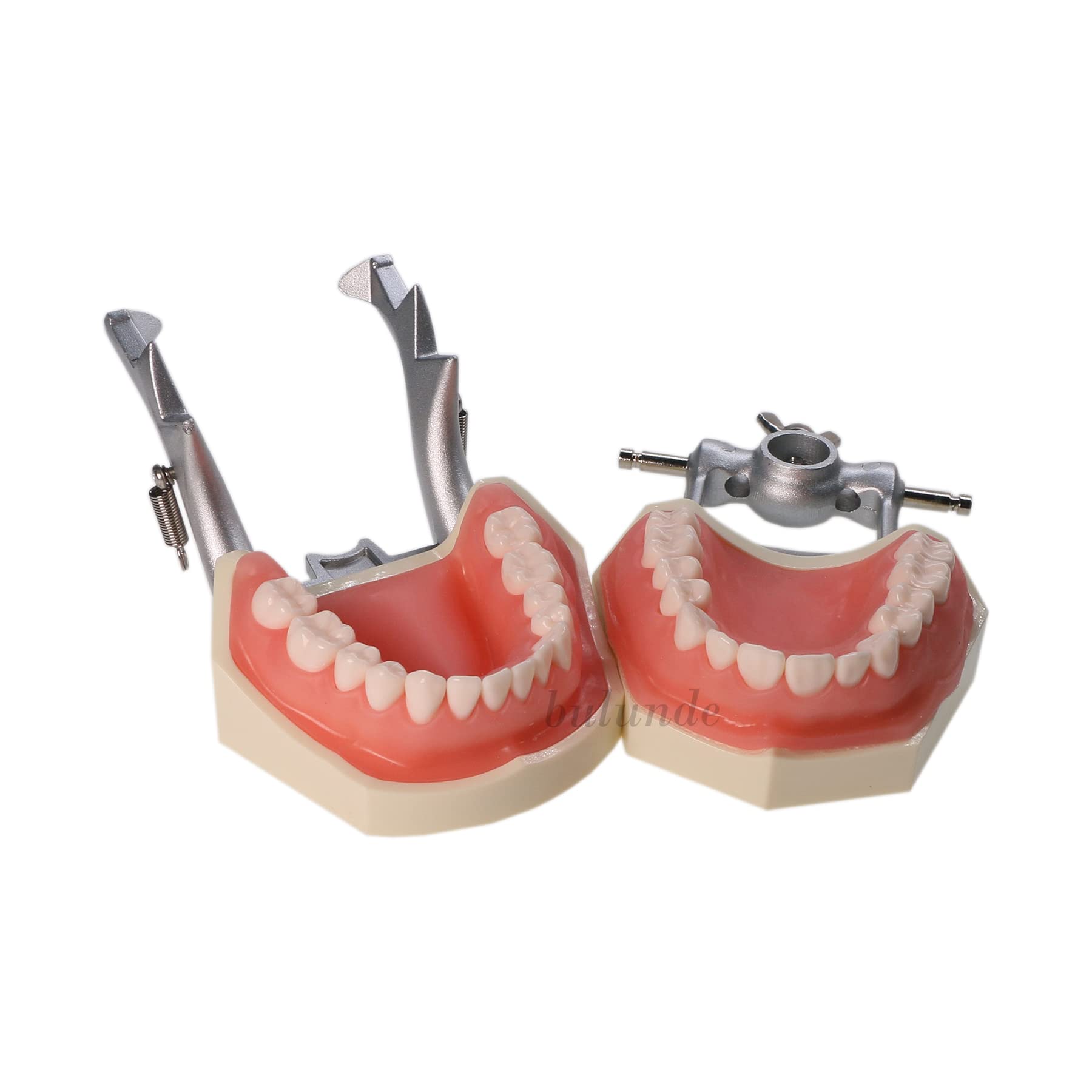 Amazon.com: Dental Typodont Model Kilgore Nissin 200 類型可拆卸28