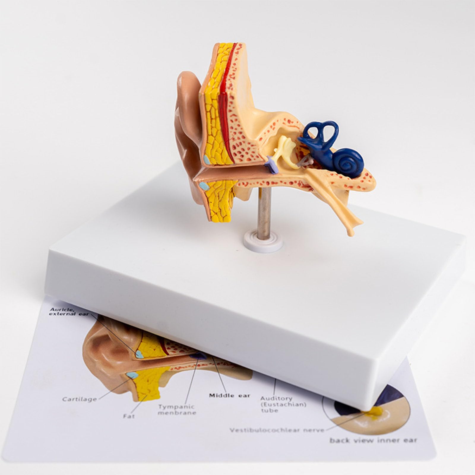 Model Anatomiczny Ucha Ludzkiego Zewnętrznego Środkowego Wewnętrznego Odłączalna Ślimak Kanały Półkoliste System Słuchowy Pomoc Dydaktyczna Laryngologia Z Oznakowanym Schematem