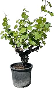 Weinrebe, Vitis Vinifera, Monastrell alte knorrige Weinrebe