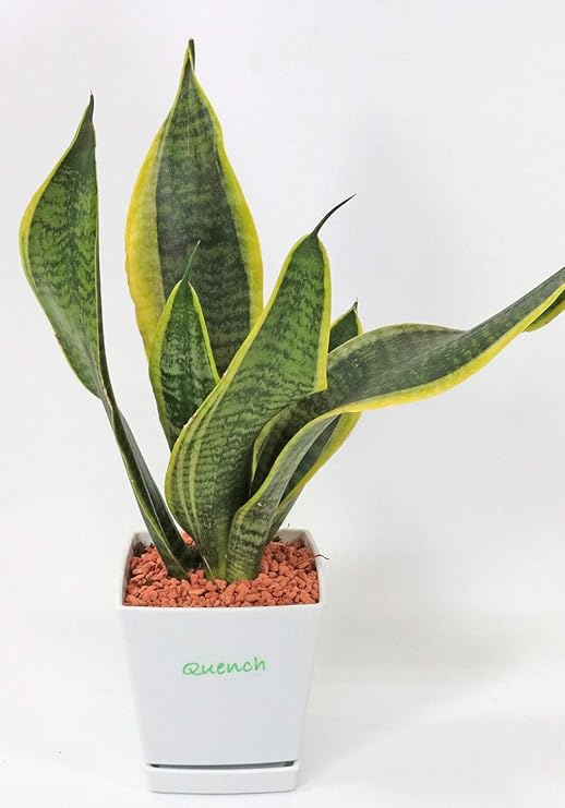 Amazon 簡単 コンパクト 観葉植物 サンセベリア 観葉植物 オンライン通販 Amazon 簡単 コンパクト 観葉植物 サンセベリア 観葉植物 オンライン通販