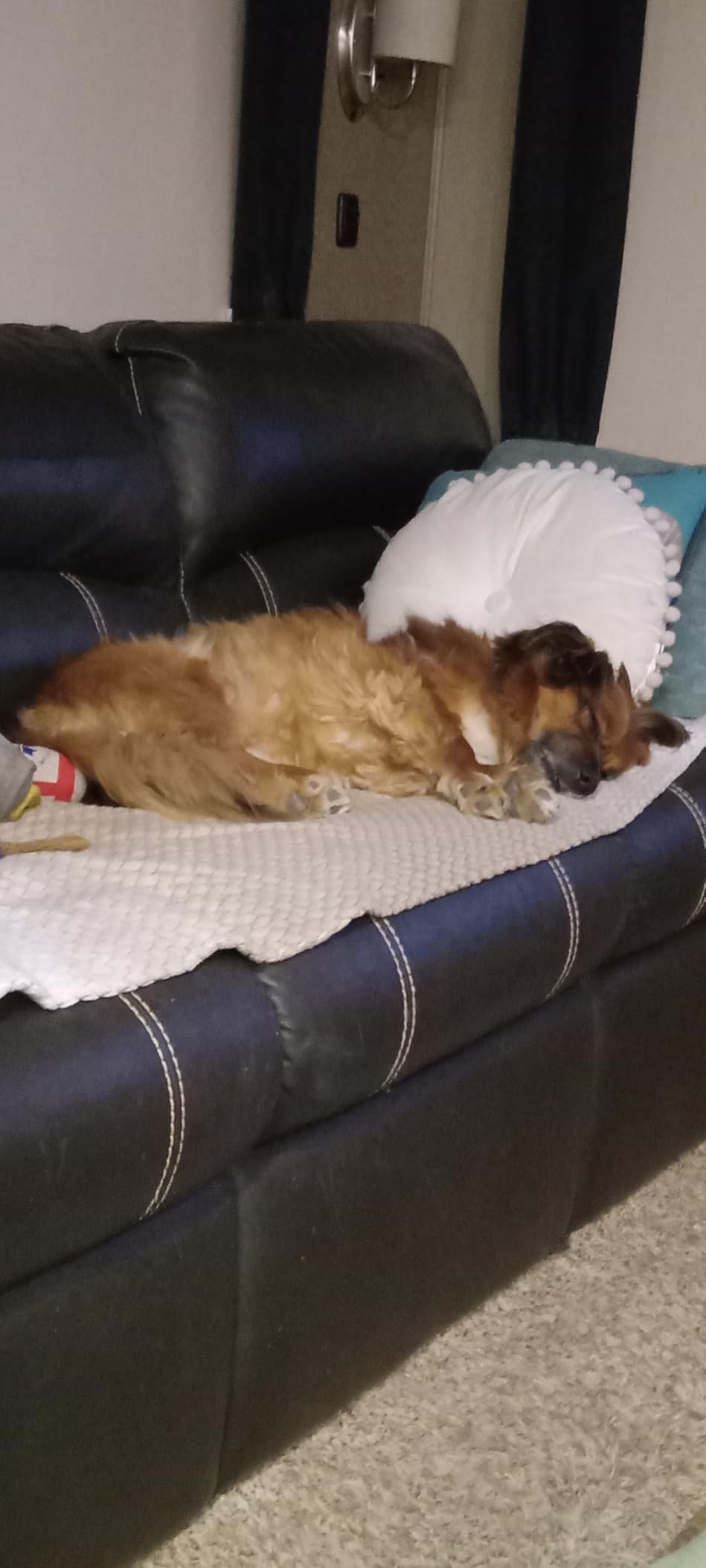 FAFAFROG Bark Collar