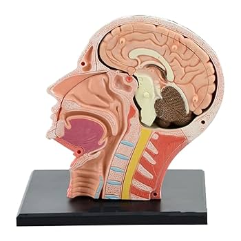 Amazon.co.jp: 人間の頭の解剖学の医学の頭骨モデルの骨格、筋肉