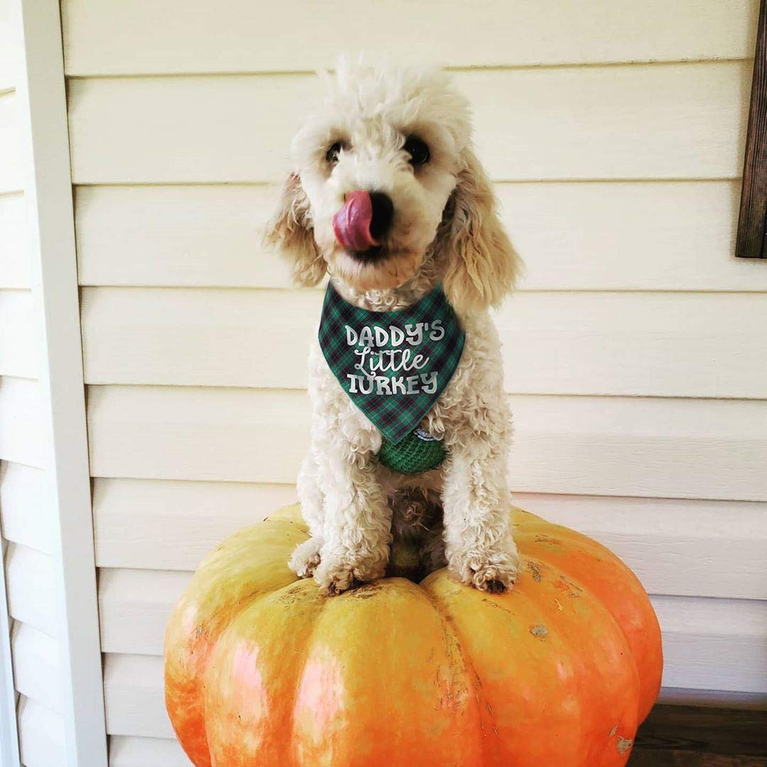 JPB Thanksgiving Dog Plaid Bandana Pack of 2