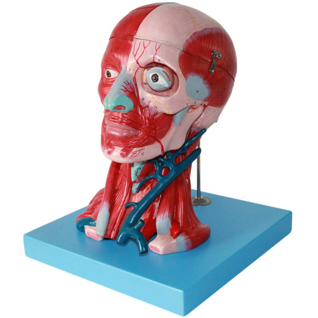 Sjdopulse Human Head Anatomical Model With Vessels Vascular Nerve Model - Medical Anatomical Brain Model With Vessels - For Study Display Teaching Medical Model,Lab Equipment