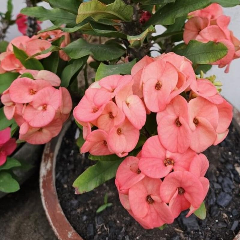 Red Crown of Thorns Plant, 5-8" Euphorbia Milii Plant, Crown of Thorns Plants Live for Planting Outdoors Indoors, Well Rooted, No Pot