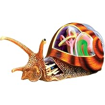 4D Vision Snails Anatomy Model, Animal Anatomy Model, Snails Simulation Puzzle Assembly Toy, 32 Bodies and Detachable Parts of The Model for Teaching Biology Animal to School