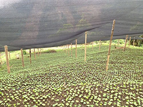 Colombian Medellin From The Santa Barbara Estate: Supremo Coffee Beans 17/18 (Medium Roast (Full City +), 2.5 Pounds Whole Beans) #TOP1