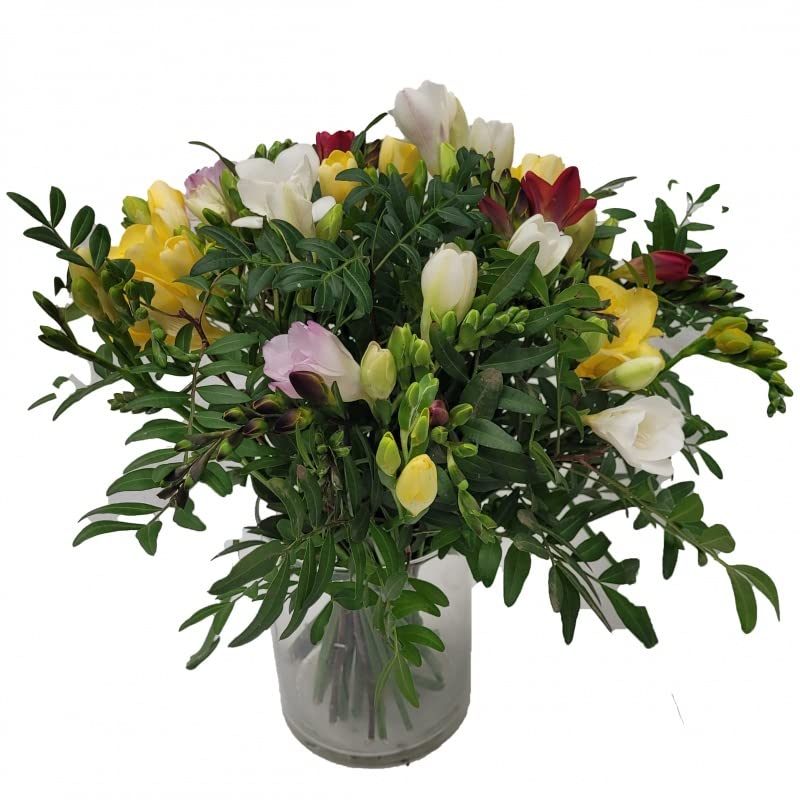 vor Muttertag Freesien zum Geburtstag - bunter Strauß mit echten Blumen und Grußkarte - Frühling -
