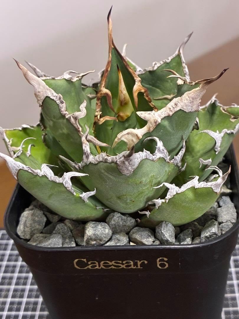 アガベ オテロイ シーザー 特選中株 アガベ オテロイ シーザー 特選中