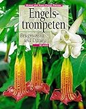 engelstrompeten  Engelstrompeten. Brugmansia und Datura