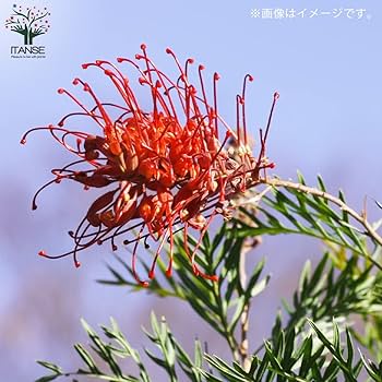 Amazon.co.jp: グレビレア・ロビンゴードン 5号ポット【品種で