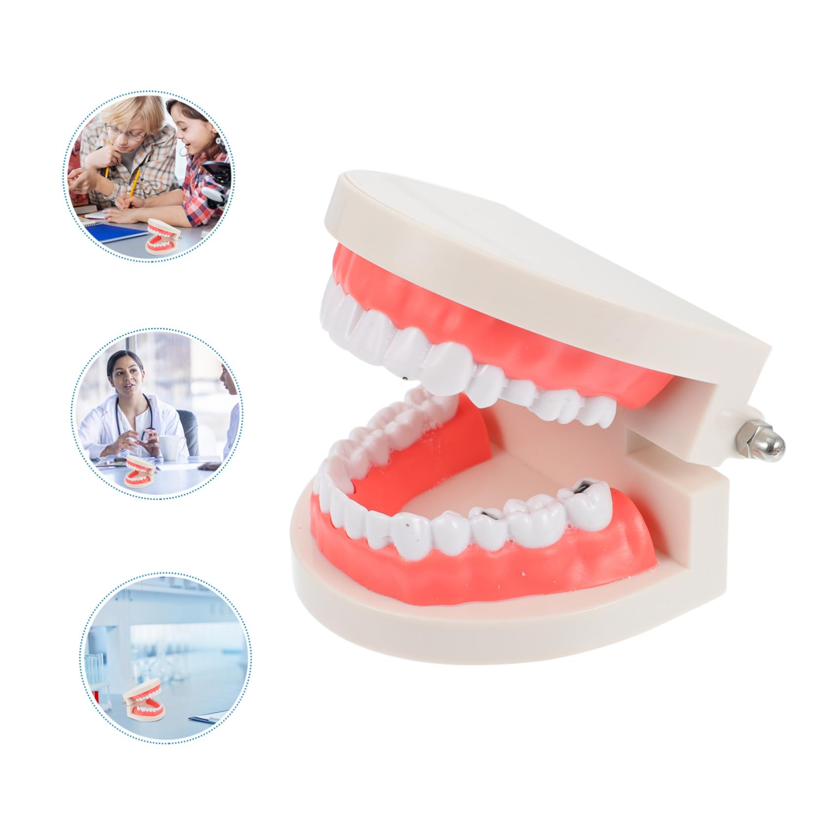 MAGICLULU Modèle de Dents pour Coordination Main-œil Blanc Éducatif en Résine Jouet Pédagogique pour Garçon et Filles pour École et Démonstration de Brossage Dentaire