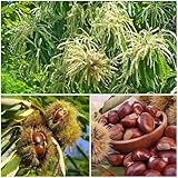 semillas de castaño dulce - resistentes para balcones resistentes dulce nueces castaña de castaño 25pcs