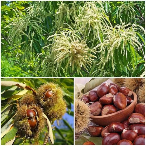 semillas de castaño dulce - resistentes para balcones resistentes dulce nueces castaña de castaño 25pcs