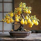 30Pcs Bonsai Pear Tree Seeds for Planting- Home Garden Fruit Tree Backyard Orchard Planting