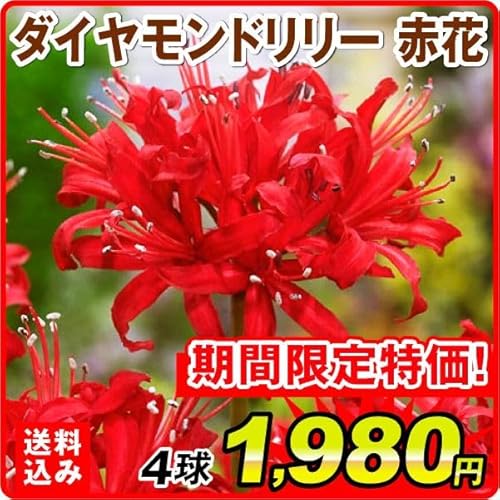 夏植え球根 ダイヤモンドリリー (ネリネ サルニエンシス) 赤花 4球 ダイヤモンドリリーの球根/国華園 25年秋商品のサムネイル