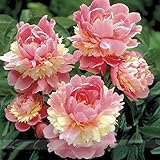 Rare Heirloom Sorbet Robust Colorful Double Blooms Peony Tree Seeds, Professional Pack, 5 Seeds / Pack, Easy Care Plants