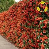 Escarlata Firethorn Pyracantha Coccinea - 50 + SEMILLAS