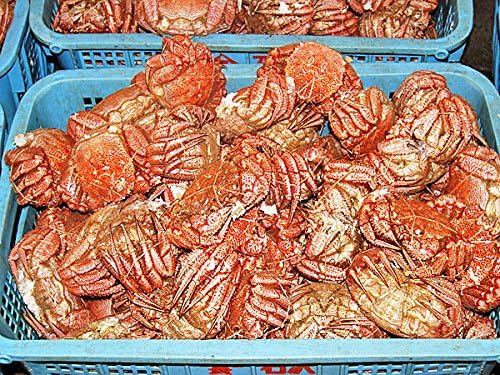毛がに(800ｇ)×1尾 (ボイル・冷凍) 北海道オホーツク産毛ガニ【出荷元:北海道四季工房】 【ハラモ】