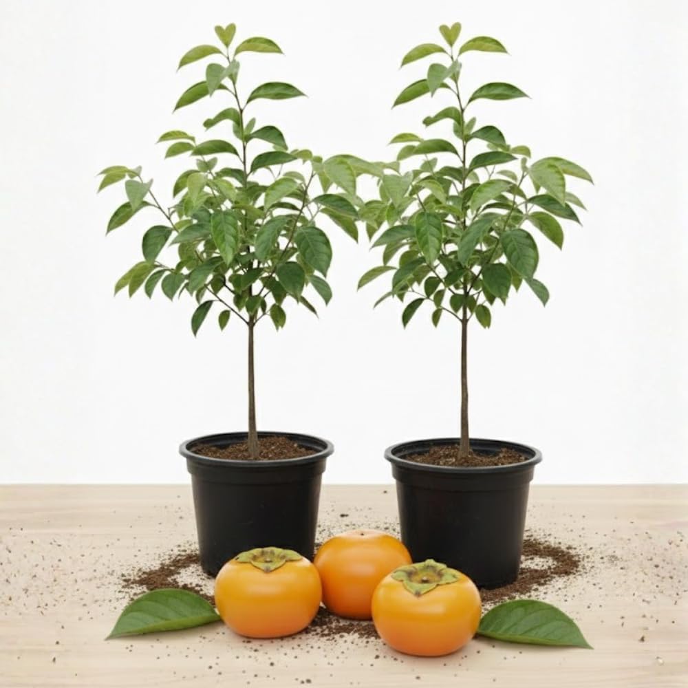 (No Ship to CA) 2 Persimmon Tree Live Plant | Quart Size Pot | Low Maintenance Deciduous Flowering Tree | Robust Established Tree for Home Garden | Dormant Plant