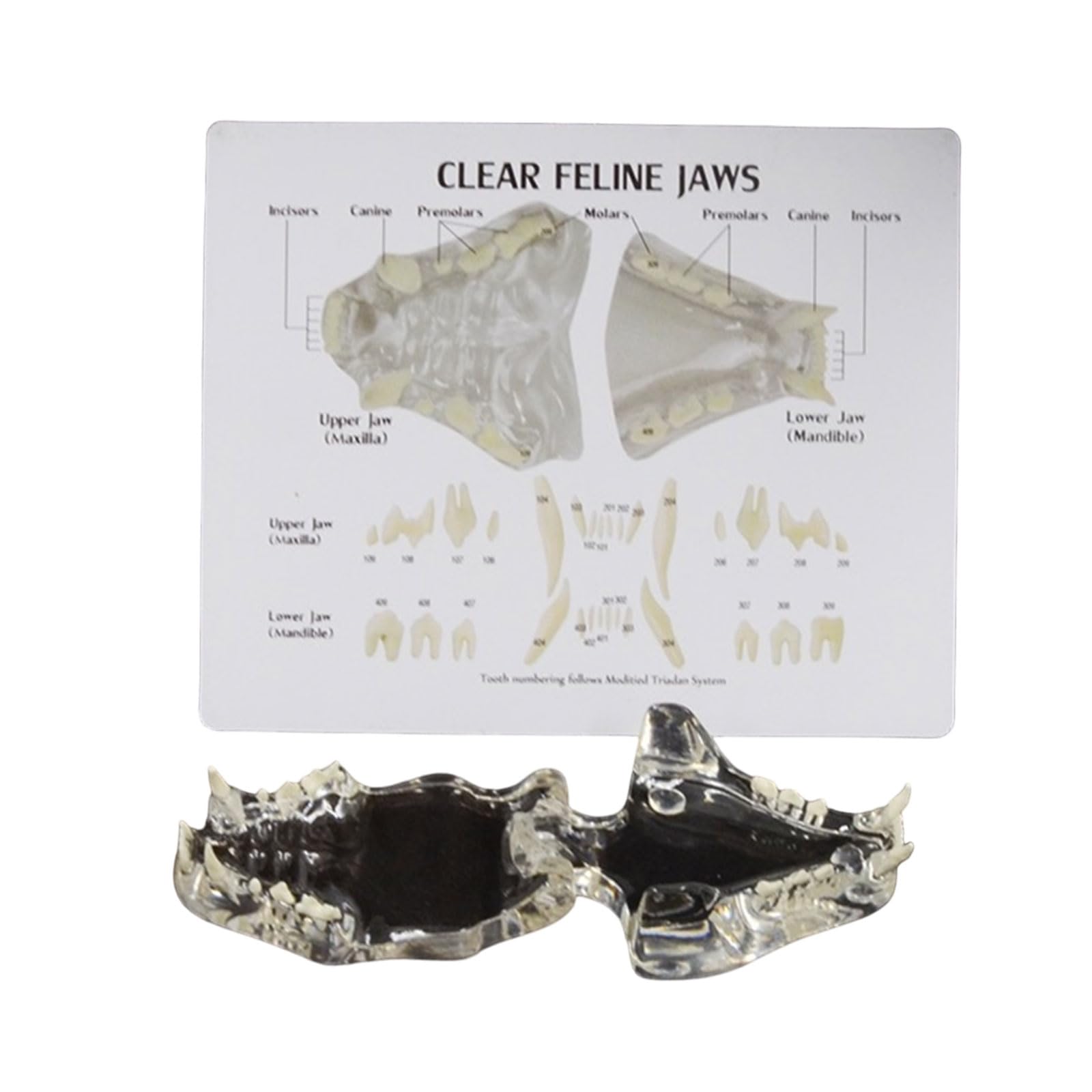 Denti per gatti trasparenti Modello Pet Cats Denti Modello anatomico Animali Mascella Dente Veterinario Ufficio Educativo Strumento per lo Studio