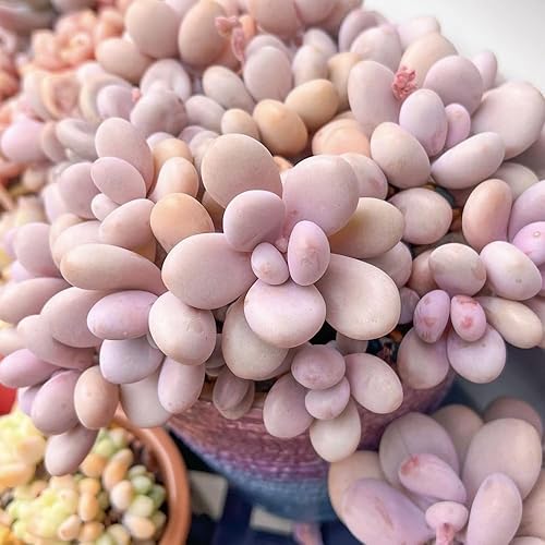 Miniatura 2 de Planta suculenta viva, planta suculenta viva para interiores y exteriores, maceta de 2 pulgadas, planta de interior decorativa de bajo mantenimiento