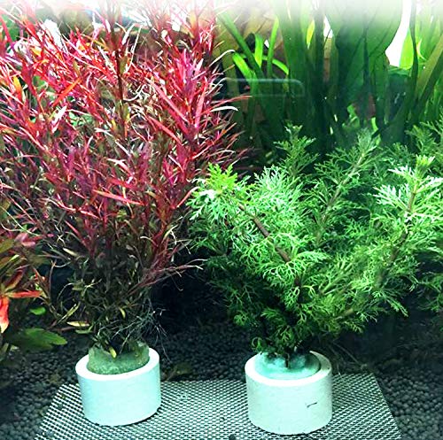 5Pcs Anti-Floating Ceramic Aquatic Plant Rings For Aquarium Plants Fixing #TOP7