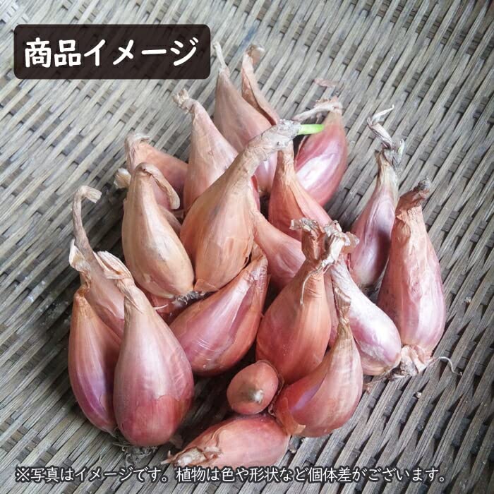 送料込み わけぎ 球根 大中混合 500g 球 無農薬 楽天市場】わけぎ