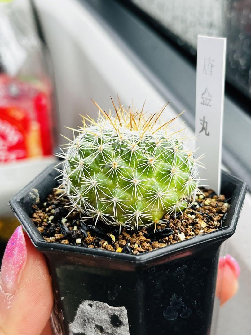 Amazon.co.jp: マミラリア属 唐金丸（とうきんまる）丸サボテン