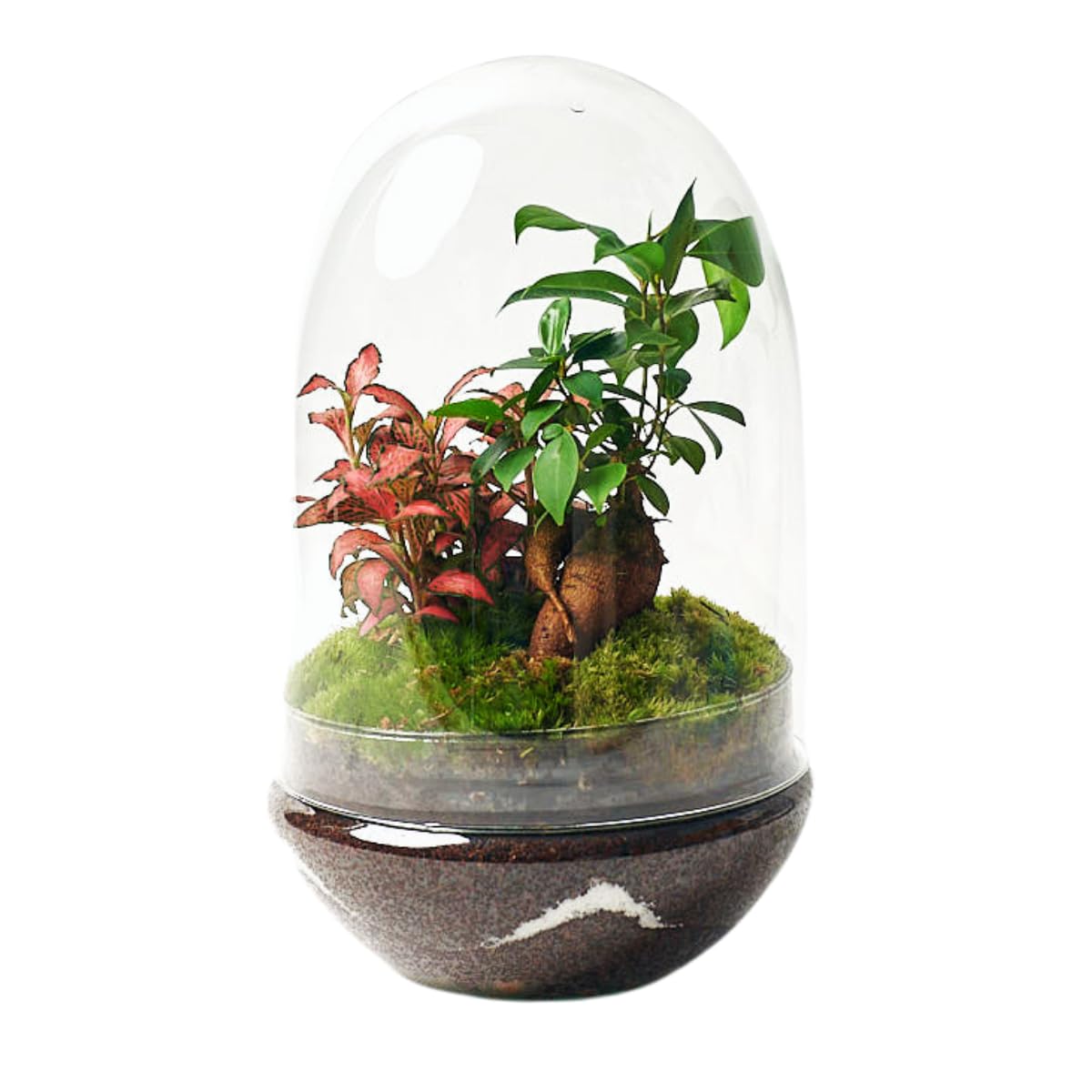 Terrario Plantas Cristal - Cúpula con Ficus Ginseng y Fittonia | Jardin Eterno en Cristal o Ecosistema Cerrado | Ideal para Decoración Hogar | Mediano, 30 cm x 19 cm
