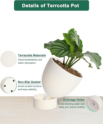 Miniatura 3 de vensovo Maceta de terracota blanca con riego automático, 2 unidades de 6 pulgadas y 8 terracotas con orificio de drenaje y platillo, bandeja pequeña