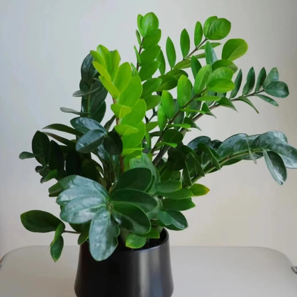 philodendron florida ghost variegata Philodendron Florida Ghost Variegata – Forget Me Not- Plants&Decor main image 1
