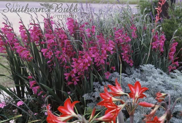 Byzantine Gladiolus (Gladiolus byzantinus) / 3 True Heirloom Byzantine Bulbs That Produce Spring Magenta Blooms by The Southern Bulb Company