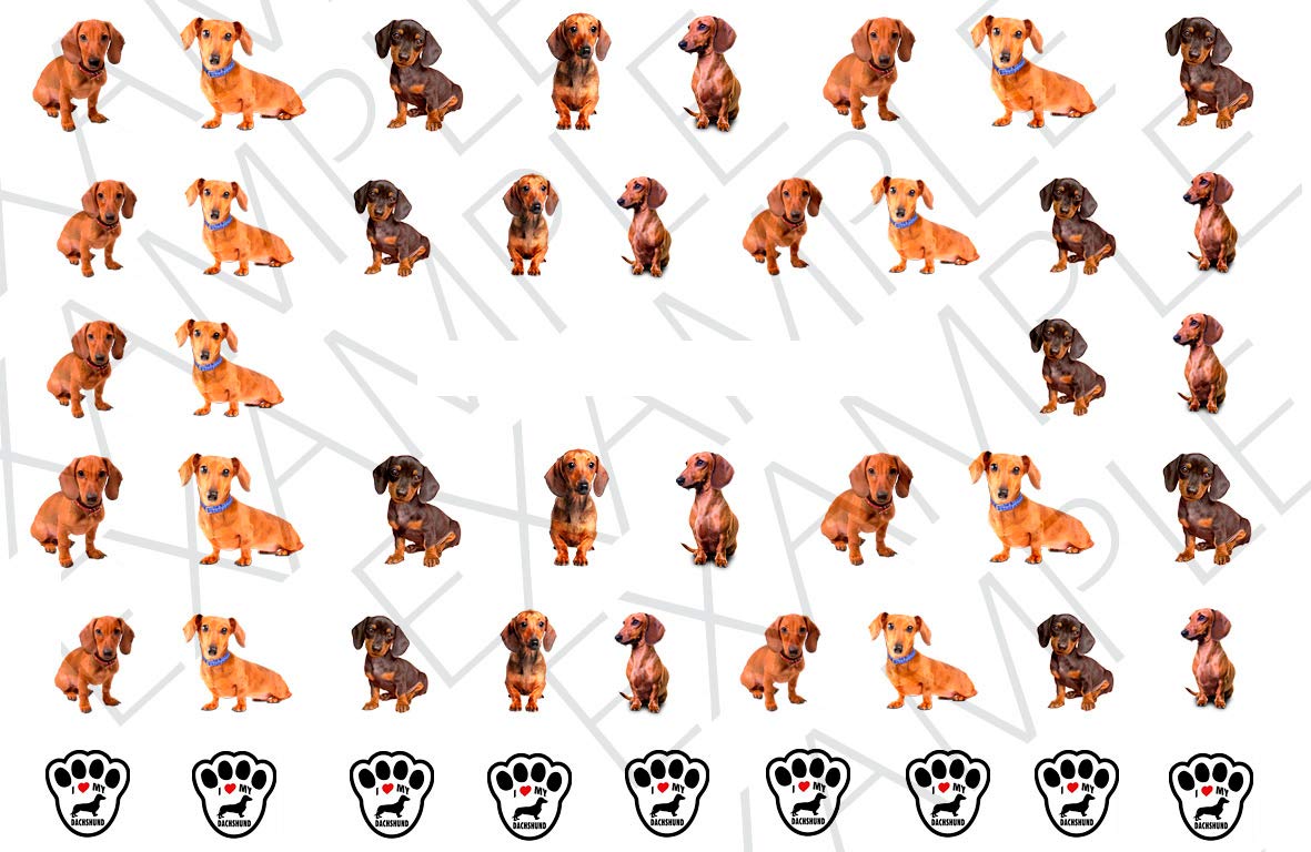 Dachshund Dog Water Nail Art Transfers Stickers Decals - Set of 47 - A1298