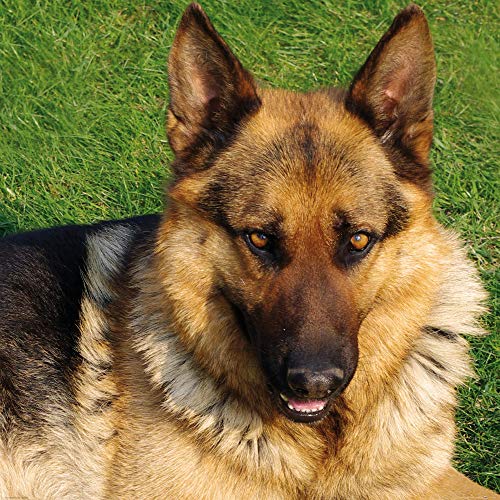 1art1 Chiens Poster Berger Allemand Sur La Pelouse Affiche Reproduction 40x40 cm