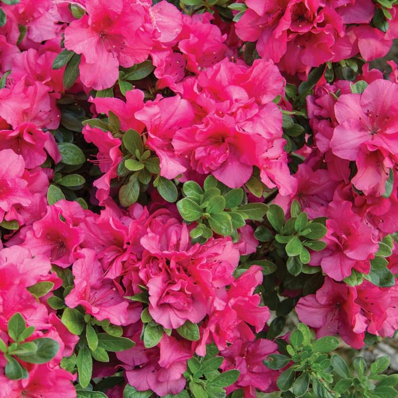 YOKEBOM Deep Pink Azalea