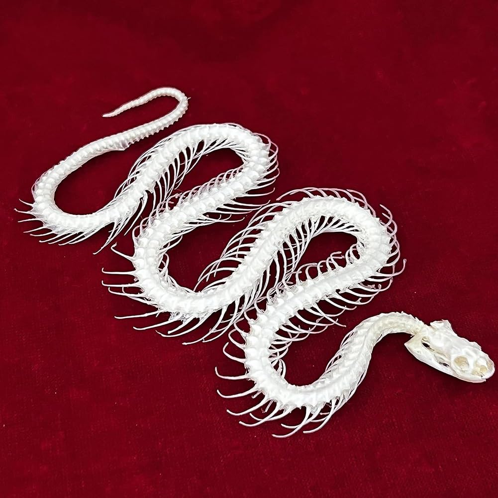 Troonz Snake Skeleton Taxidermy Real Animals Skull Specimen For Home Decor, Science Education Collectibles Study (Color : )