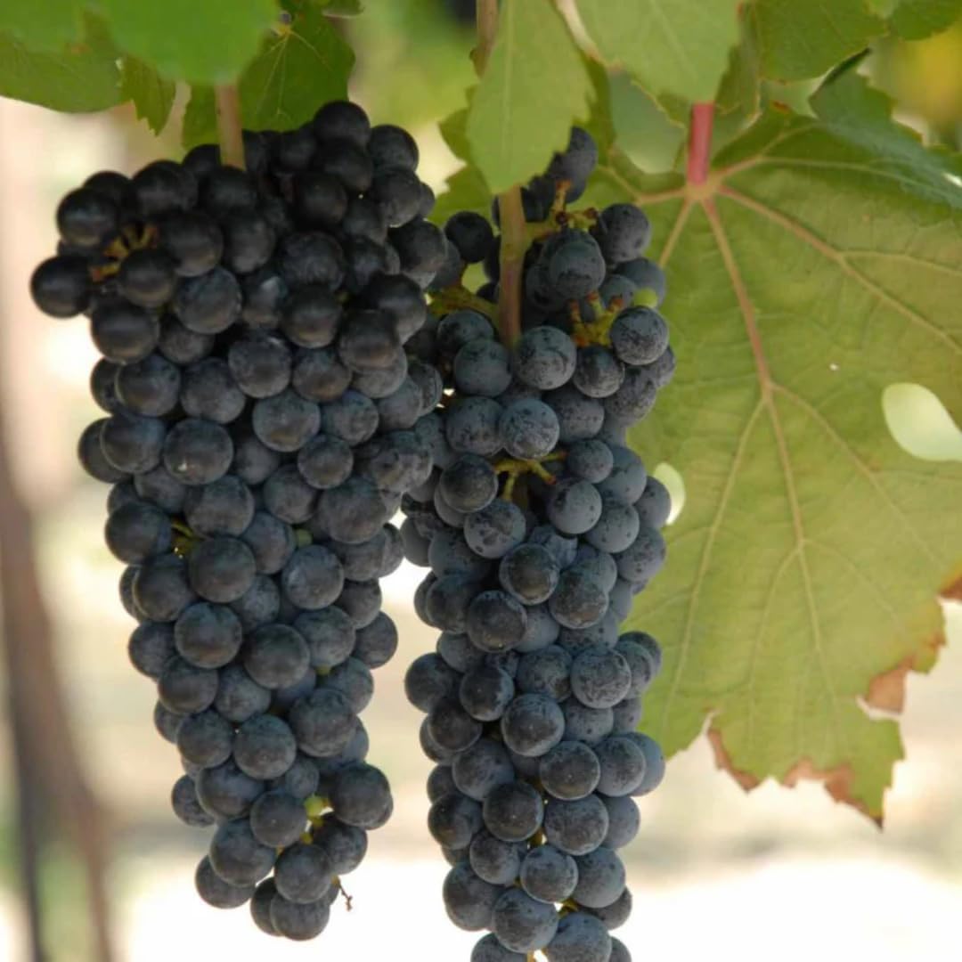 Black Seedless Grape Vines Trees Live Plants, Well-Rooted 1 to 2 Years Old, Grapes Plant Live for Outdoor Planting, Zones 3-9