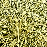 Arborix, grüner und billiger!