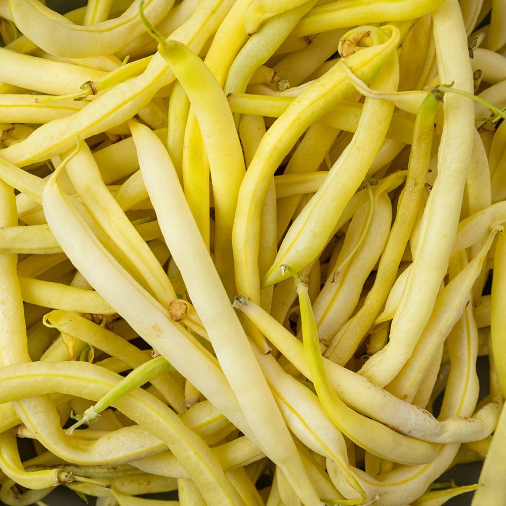 Dwarf French Bean Cala DβOr Seeds β Flavour & Resistance to Common Diseases β for Your Beautiful Kitchen Garden