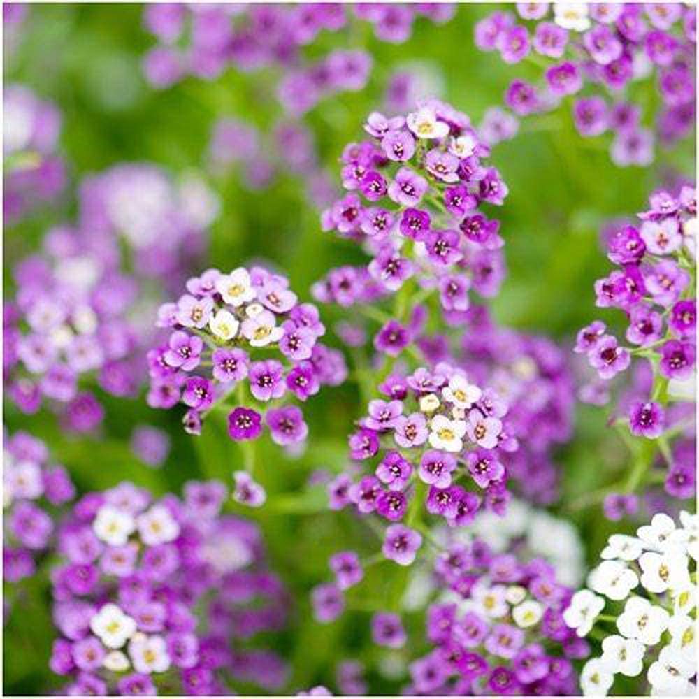 Amazon.com : UtopiaSeeds Sweet Alyssum Royal Carpet Seeds