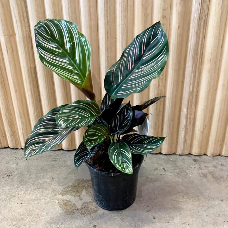 Oxygen plant for home, Calathea Pinstripe Ornata Plant | Indoor Plants for Living Room | Air purifying Indoor Plants (Pack of 1 With pot)-image-41