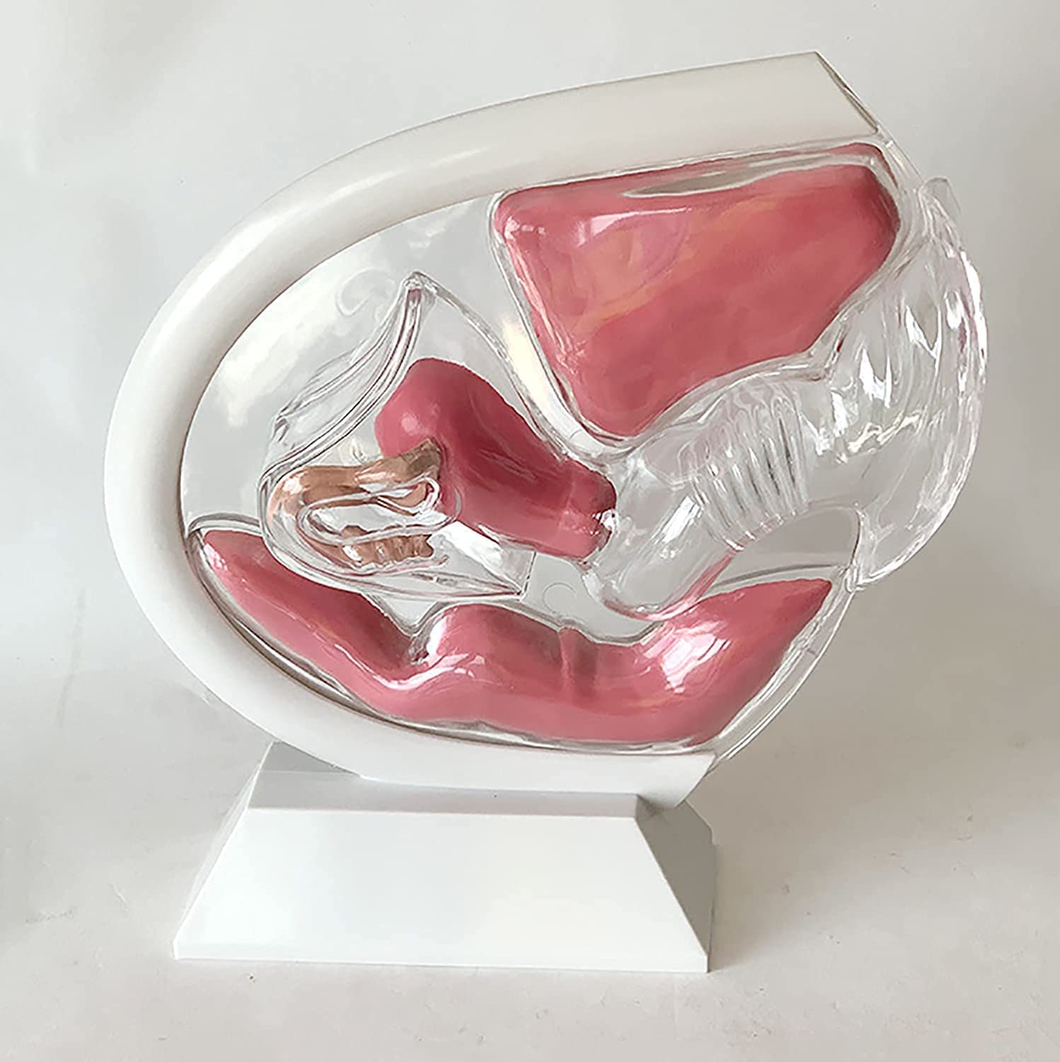 Transparentes Uterus-Modell Demonstration des Menstruationstassen-Verhütungslehrmodells Fortpflanzungsorgan Anatomisches Modell des Uterinen Fortpflanzungssystems des Becken-Eierstocks