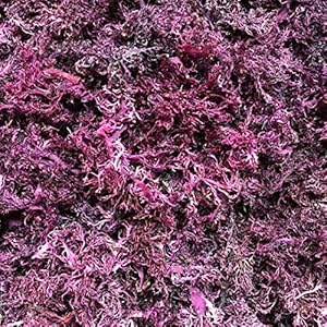 Purple Sea Moss | Irish Sea Moss | ...